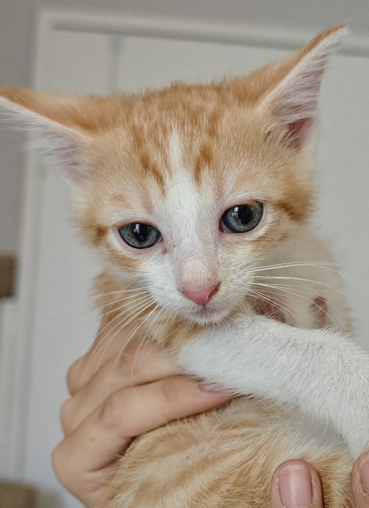 Catix, male puppy mixed breed for adoption at SPA Saint-Étienne Loire, Saint-Étienne
