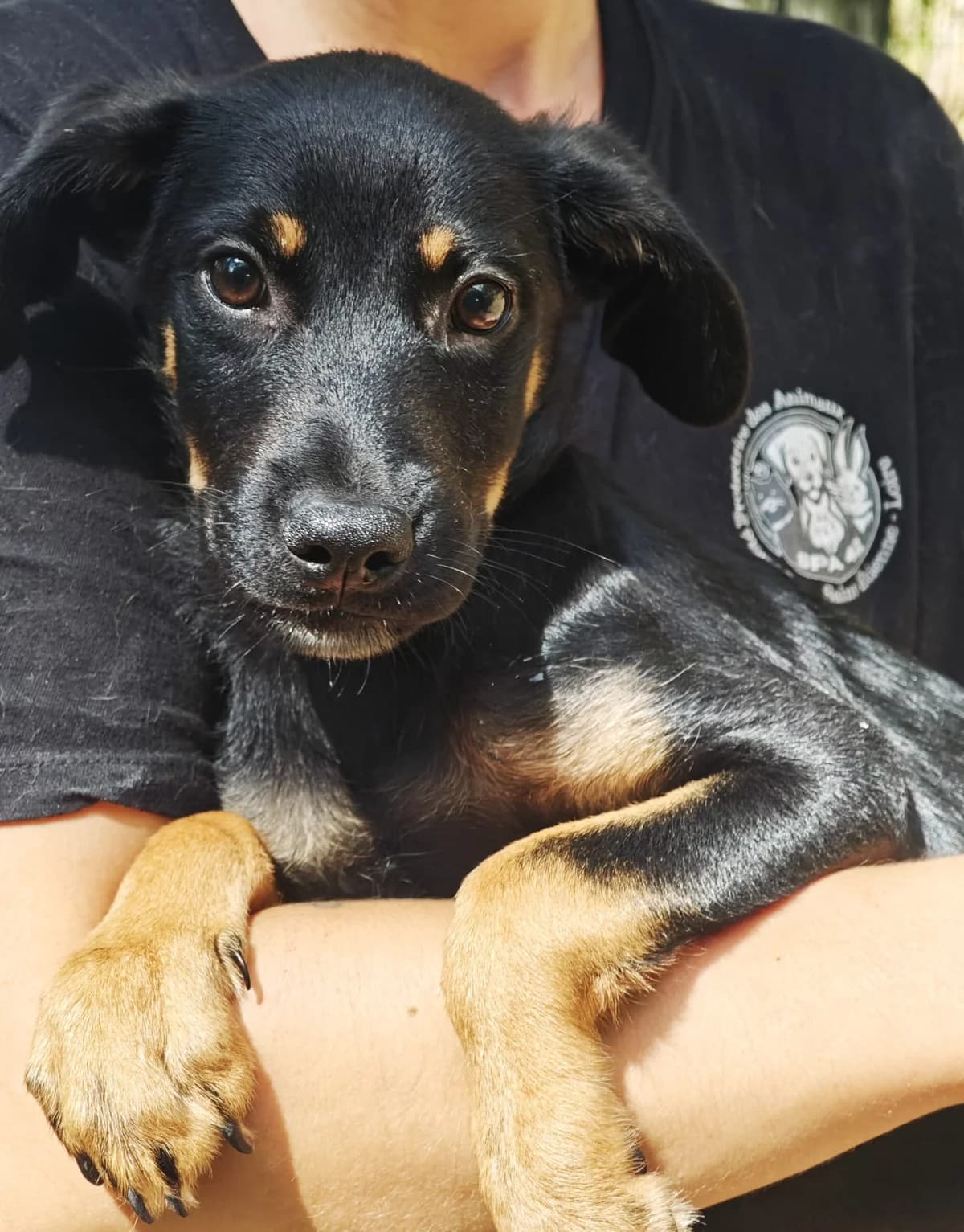 Jupiter, male puppy Mixed Breed for adoption at SPA Saint-Étienne Loire, Saint-Étienne