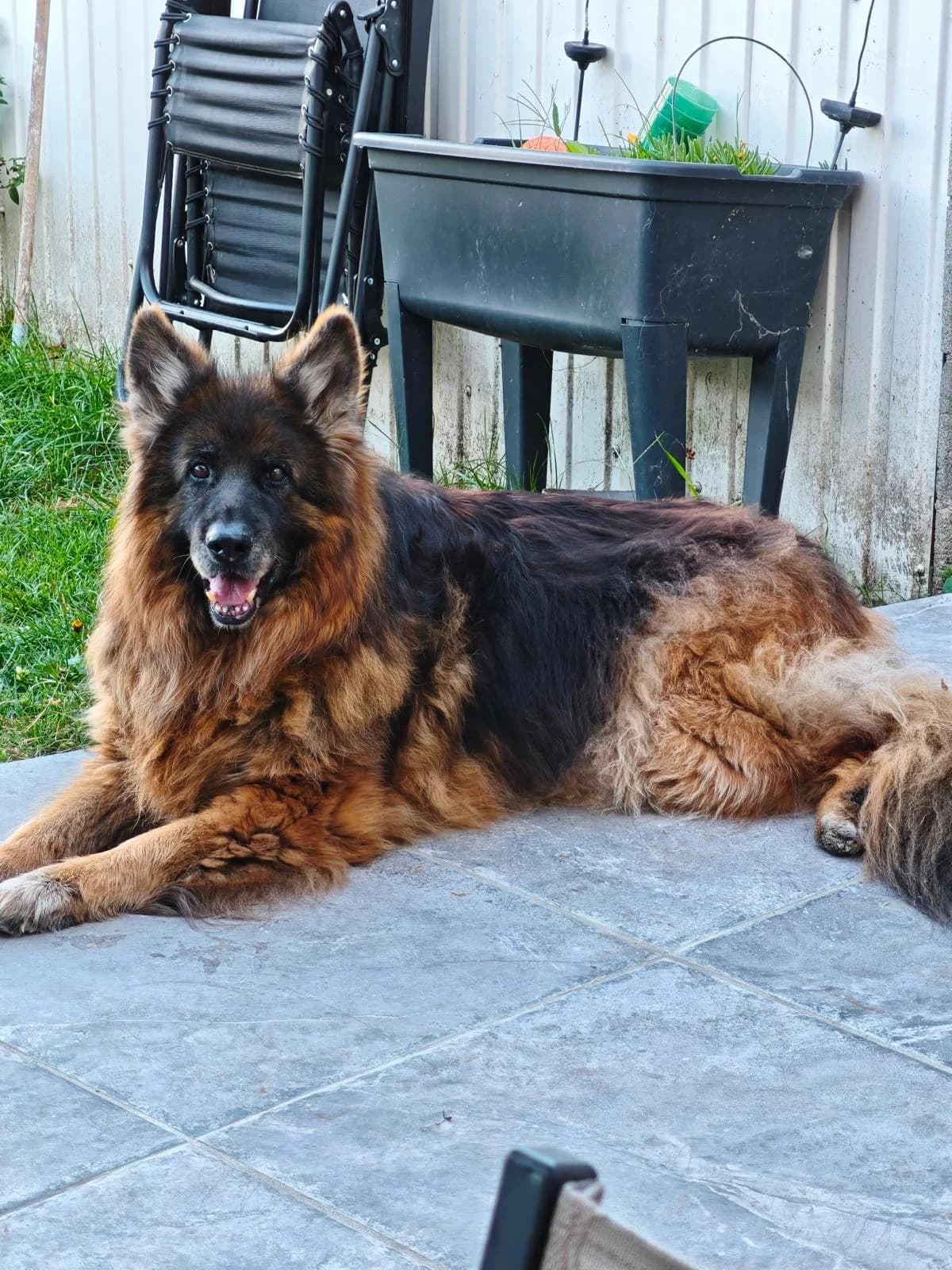 Daryl, male senior German Shepherd for adoption at SPA Saint-Étienne Loire, Saint-Étienne