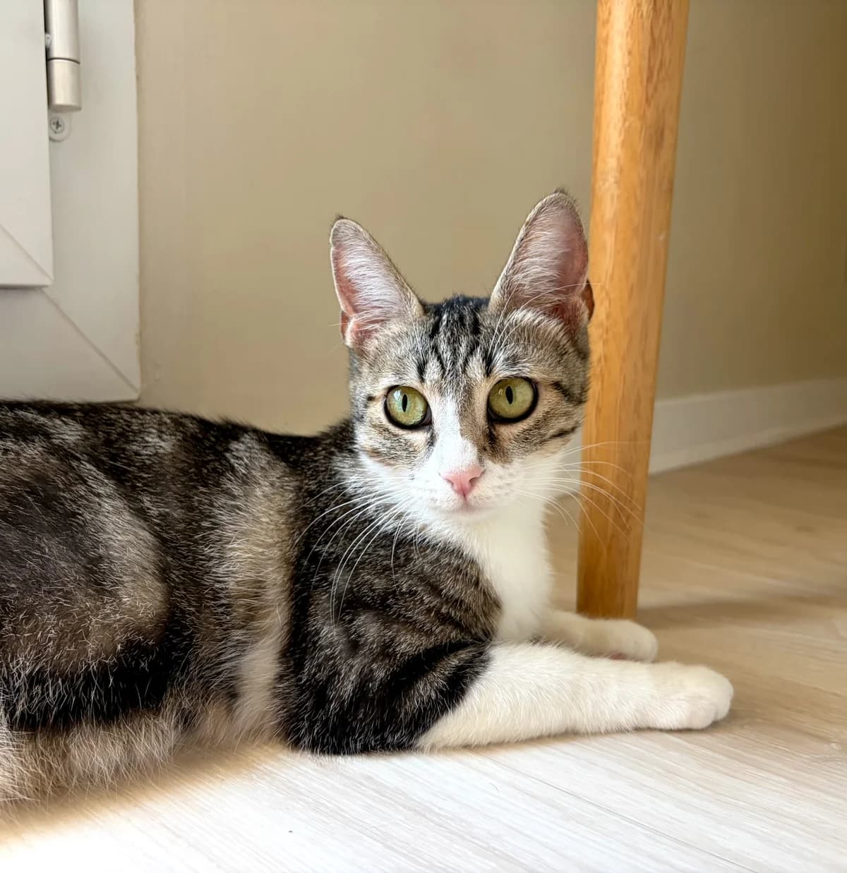 IRIS, female mixed breed for adoption at SPA Saint-Étienne Loire, Saint-Étienne