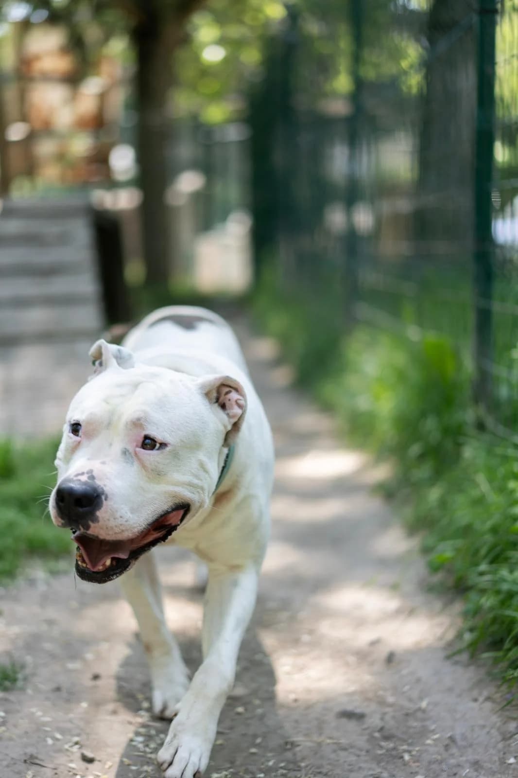 Chance, male 7yo mixed breed for adoption at SPA Saint-Étienne Loire, Saint-Étienne
