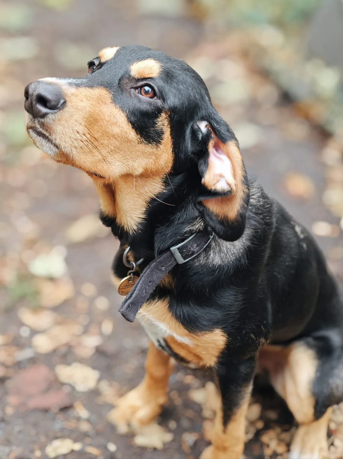 Tick dit Jackson, male puppy mixed breed for adoption at SPA Saint-Étienne Loire, Saint-Étienne