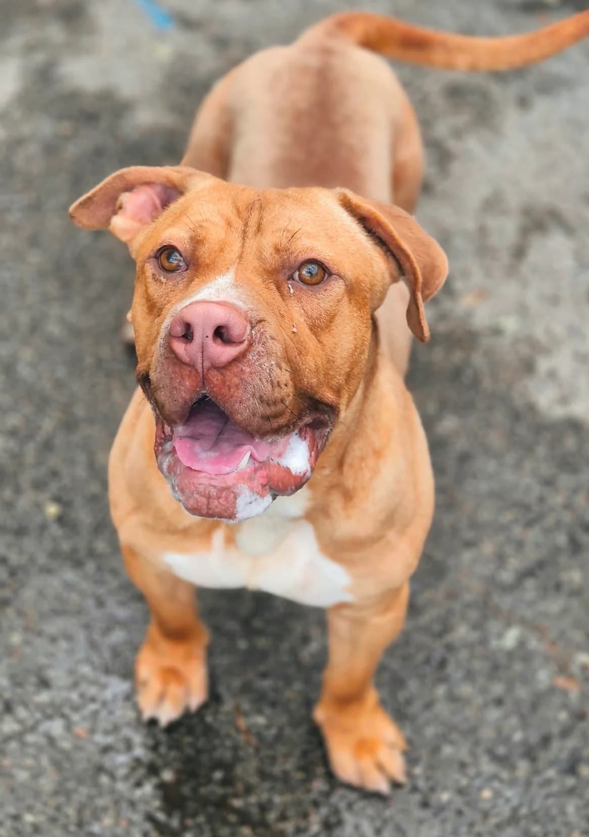 Boston, male 3yo mixed breed for adoption at SPA Saint-Étienne Loire, Saint-Étienne