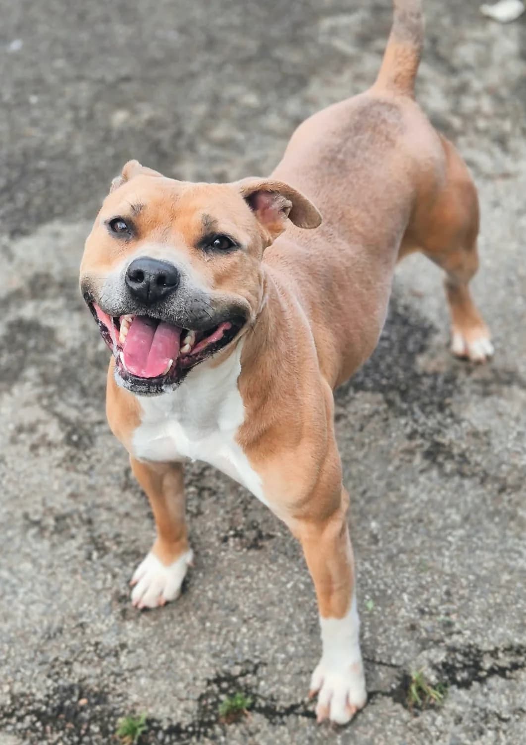 Stella, female young mixed breed for adoption at SPA Saint-Étienne Loire, Saint-Étienne