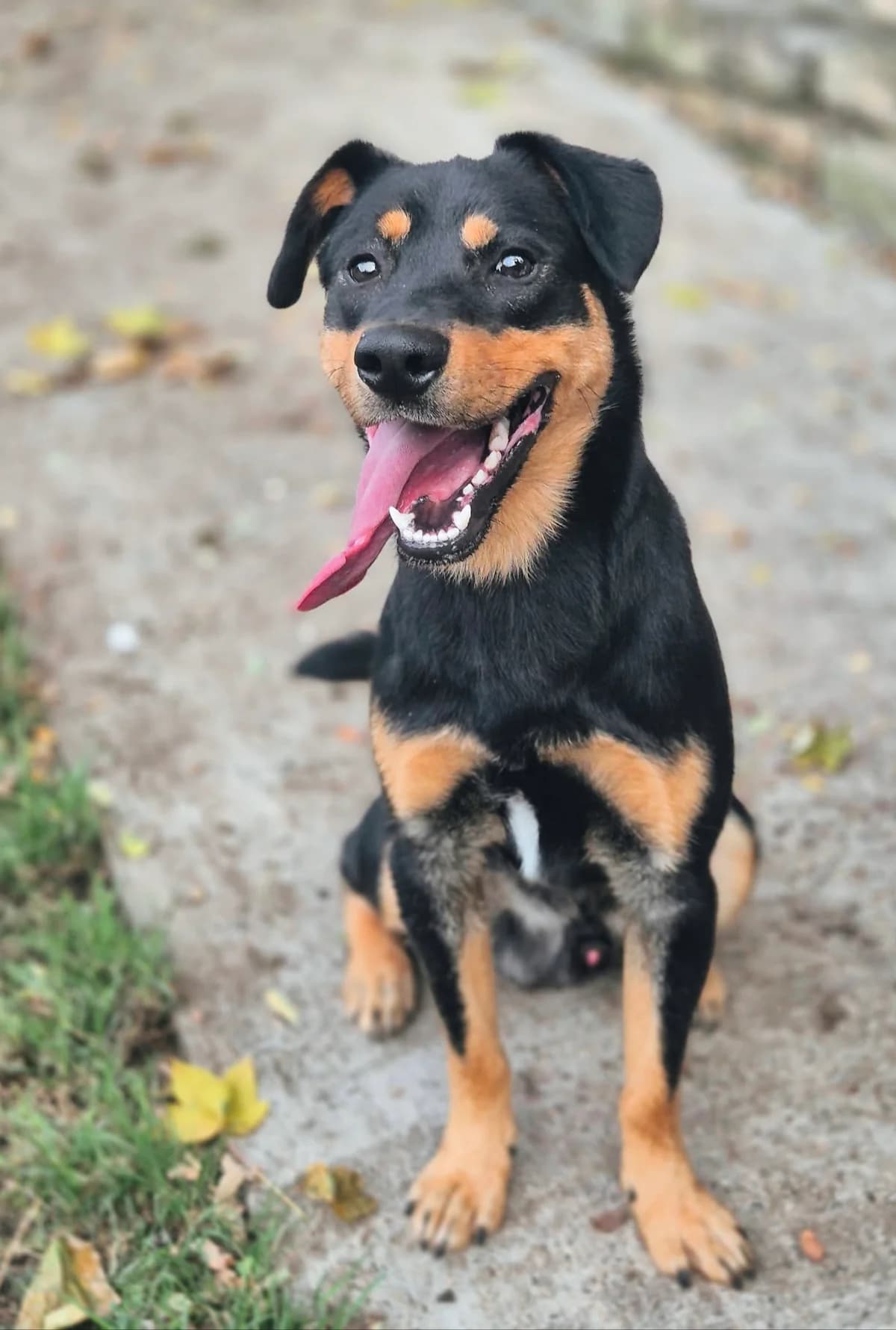 Sonny, male puppy mixed breed for adoption at SPA Saint-Étienne Loire, Saint-Étienne