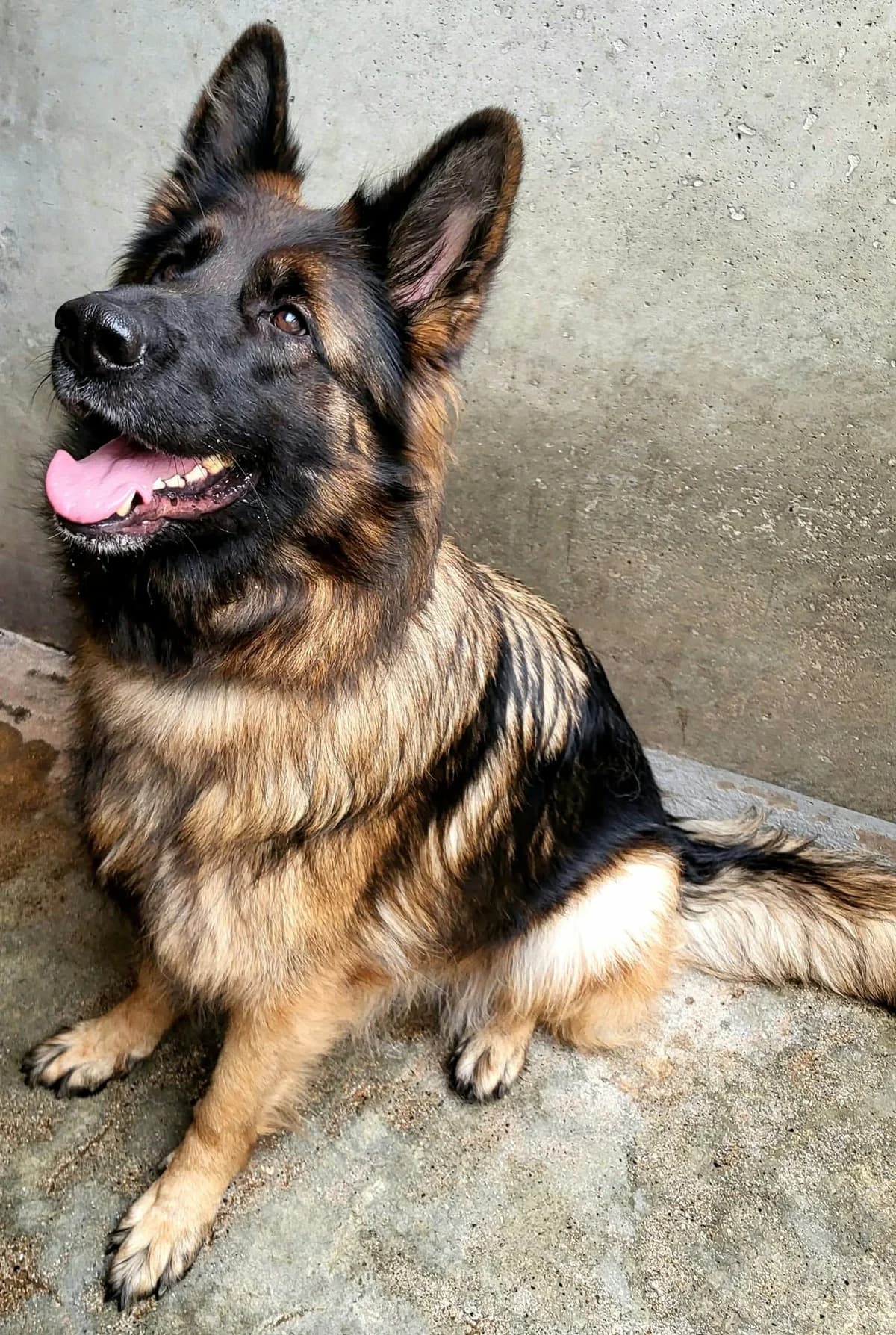 T'Mia, female 3yo German Shepherd for adoption at SPA Saint-Étienne Loire, Saint-Étienne