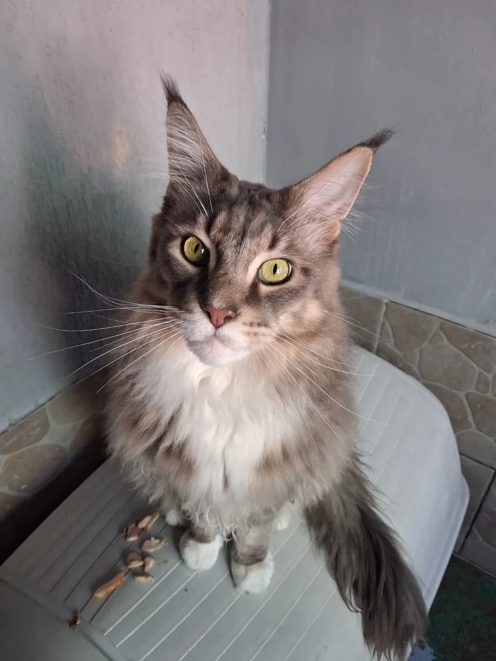 Rasta ROCKET dit Benji, male Maine Coon for adoption at SPA Saint-Étienne Loire, Saint-Étienne