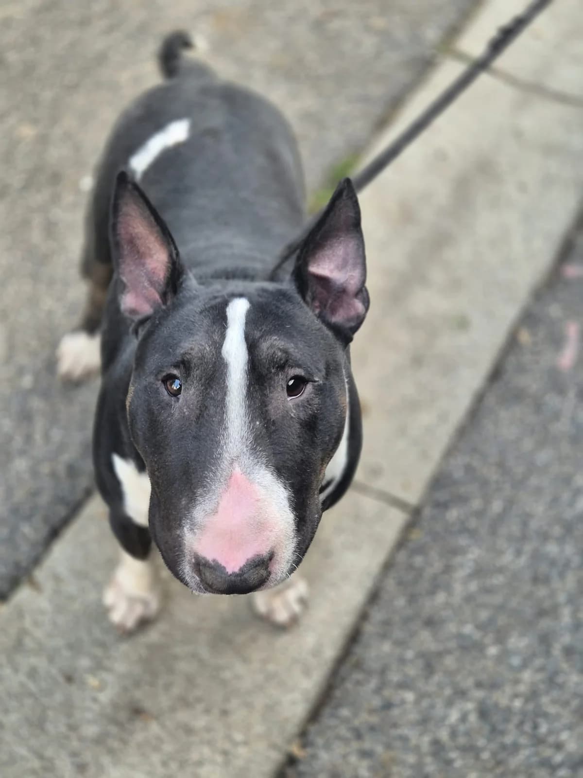 Viking, male young Bull Terrier for adoption at SPA Saint-Étienne Loire, Saint-Étienne