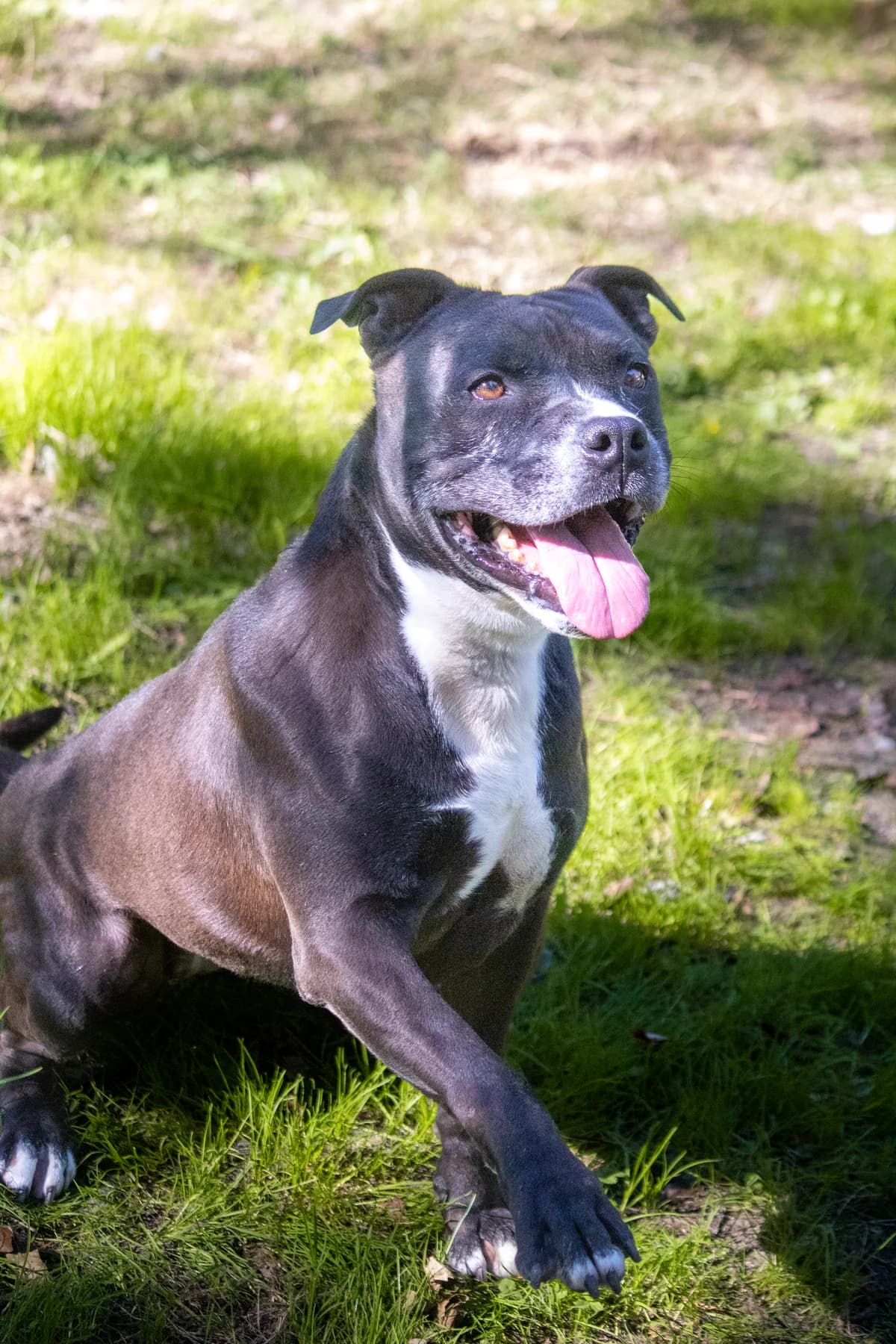 SHERYL, female 5yo Staffordshire Bull Terrier for adoption at SPA 65 Tarbes, Tarbes