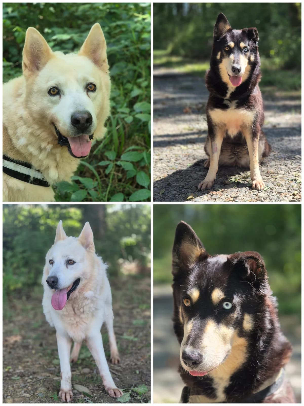 AIDEN & SNOW, male 7yo Alaskan Malamute for adoption at SPA 65 Tarbes, Tarbes