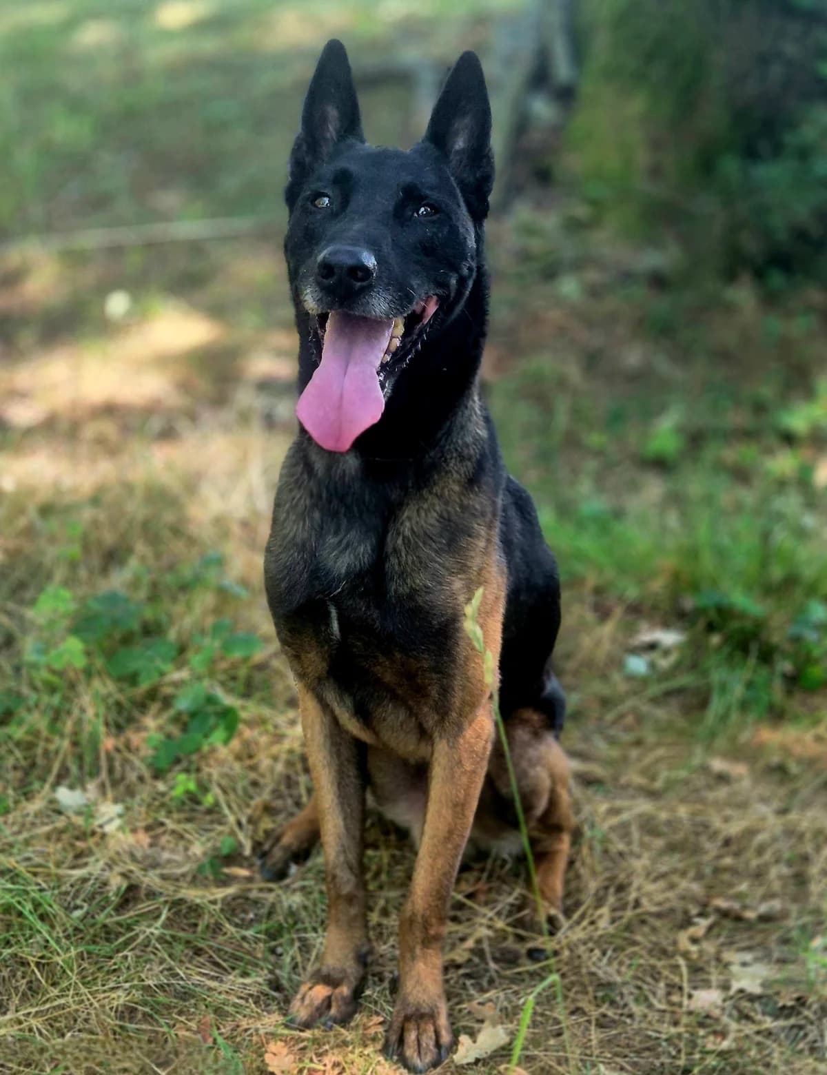 ALFA, male 6yo Belgian Malinois for adoption at SPA 65 Tarbes, Tarbes