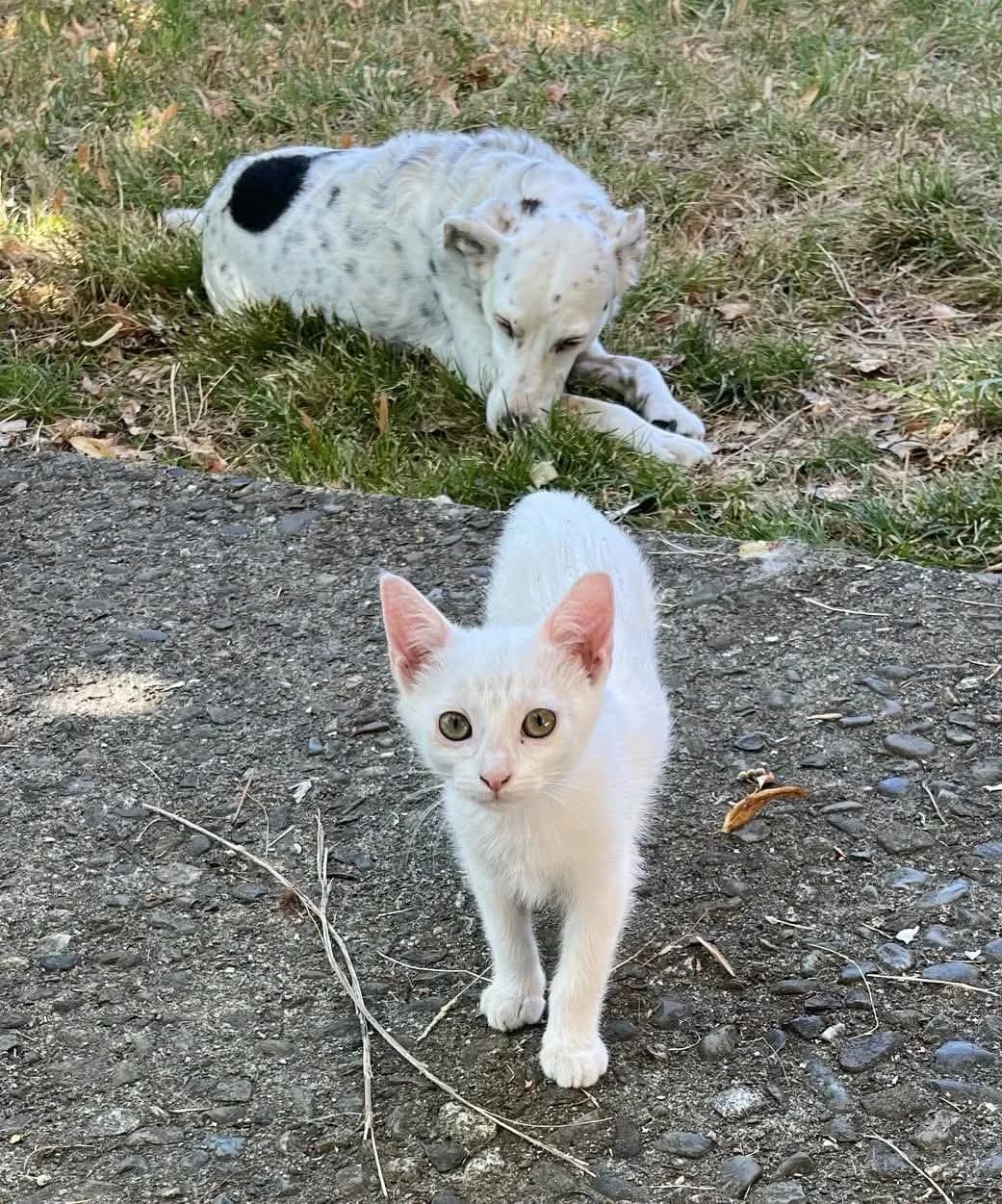 ALOA, female puppy Mixed Breed for adoption at SPA 65 Tarbes, Tarbes