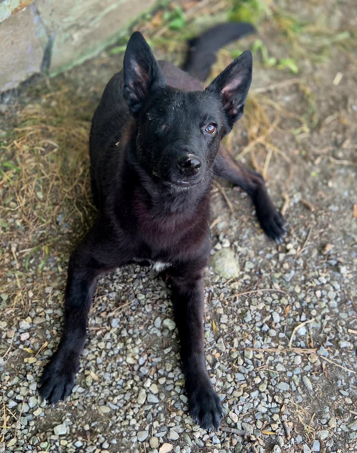 ANGEL, male 6yo mixed breed for adoption at SPA 65 Tarbes, Tarbes