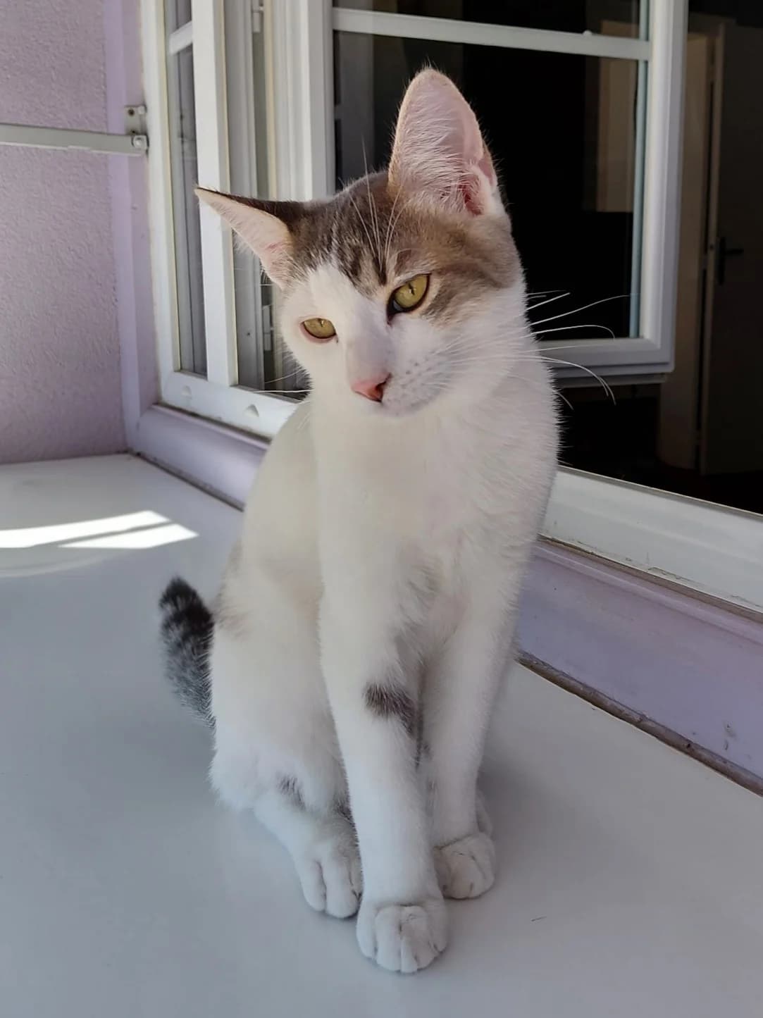 APPOLON, male puppy Mixed Breed for adoption at SPA 65 Tarbes, Tarbes