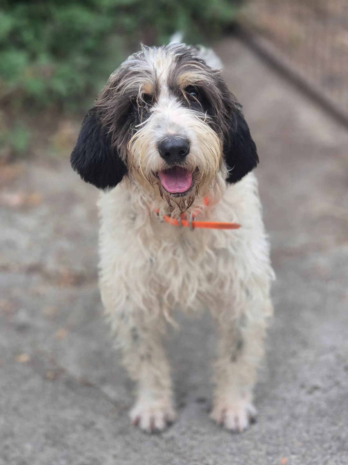 APPY, male young mixed breed for adoption at SPA 65 Tarbes, Tarbes