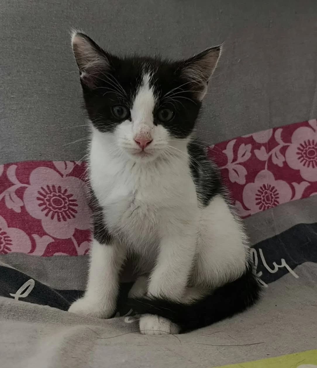 ATLAS, male puppy Mixed Breed for adoption at SPA 65 Tarbes, Tarbes
