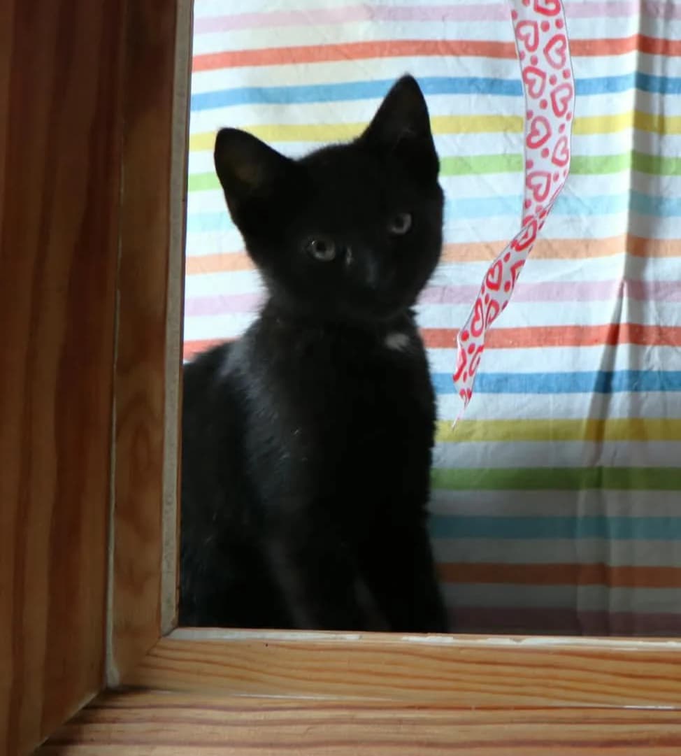 BABETTE, female puppy Mixed Breed for adoption at SPA 65 Tarbes, Tarbes