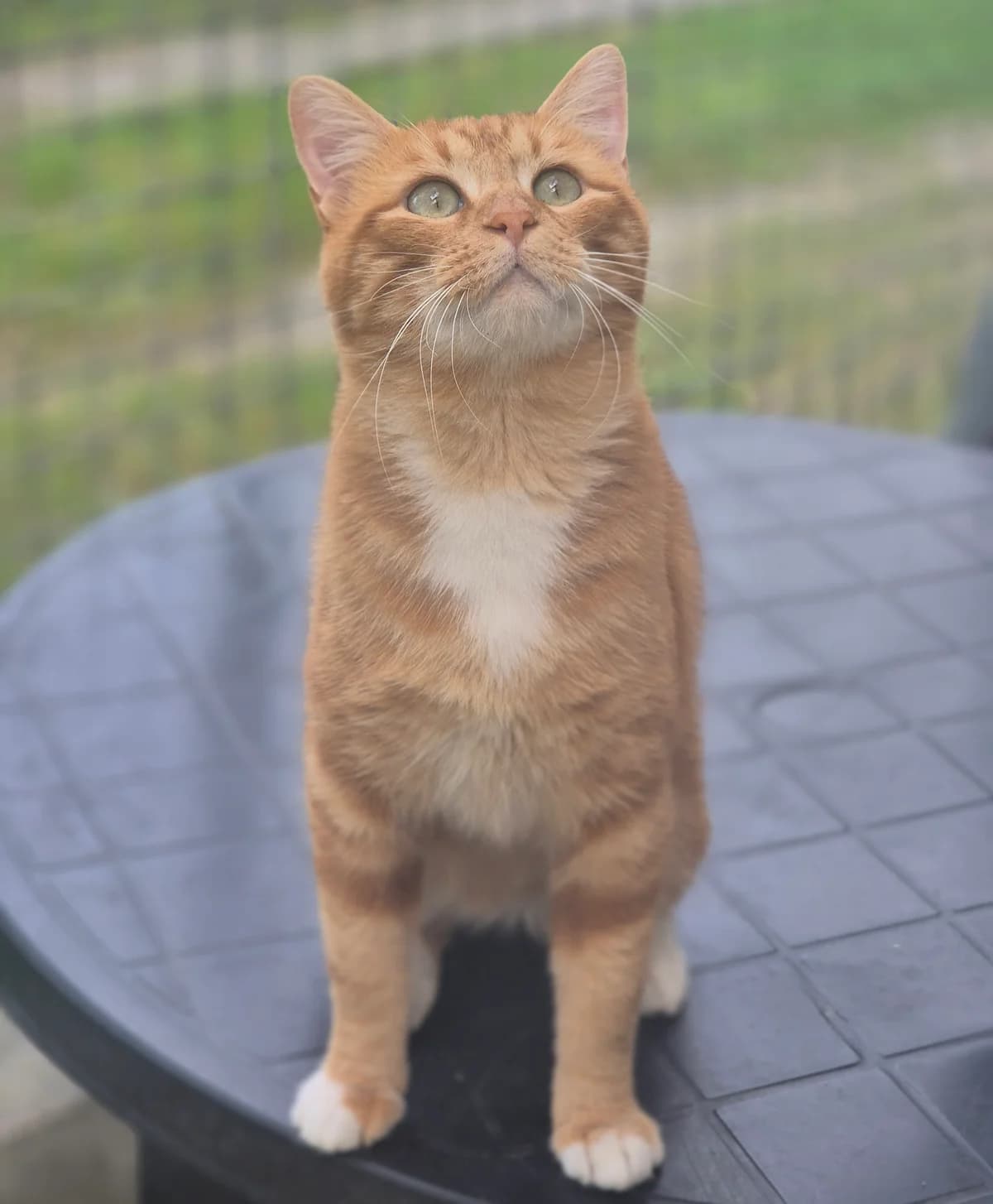 BANDIT, male 5yo Mixed Breed for adoption at SPA 65 Tarbes, Tarbes