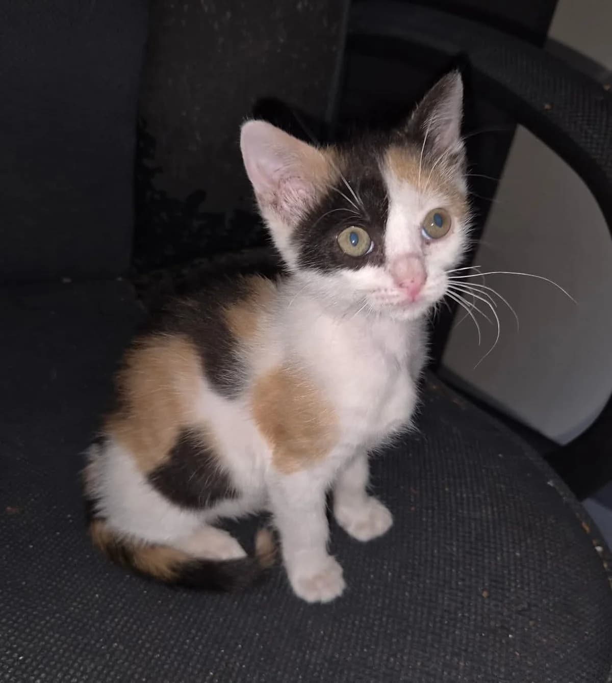 BISCOTTE, female puppy Mixed Breed for adoption at SPA 65 Tarbes, Tarbes