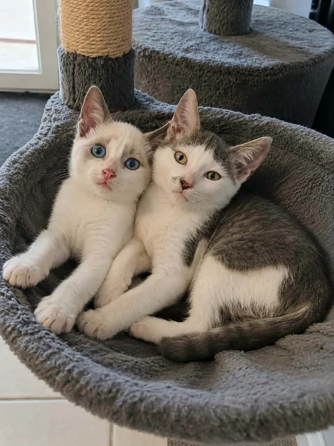 BLUE & PINK, male Mixed Breed for adoption at SPA 65 Tarbes, Tarbes