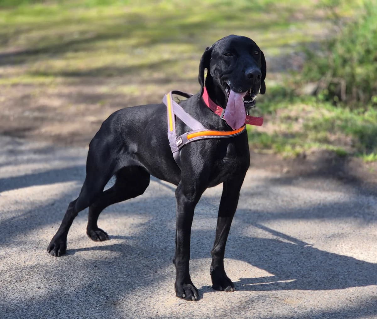 BONGO, male 4yo Pointer for adoption at SPA 65 Tarbes, Tarbes