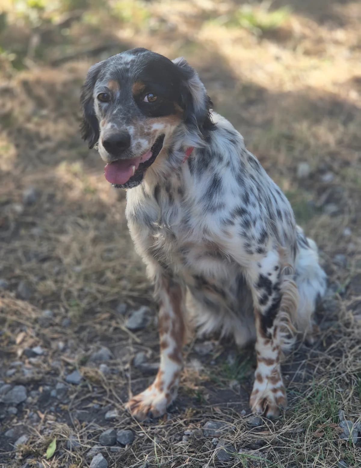 BOSTON, male 5yo English Setter for adoption at SPA 65 Tarbes, Tarbes