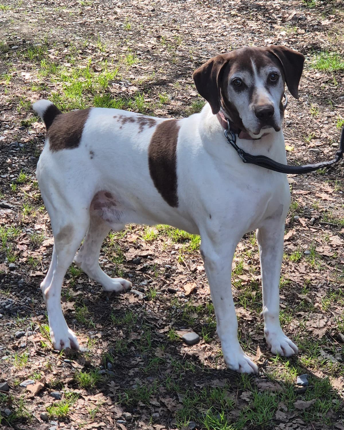 CAMI, male senior German Shorthaired Pointer for adoption at SPA 65 Tarbes, Tarbes