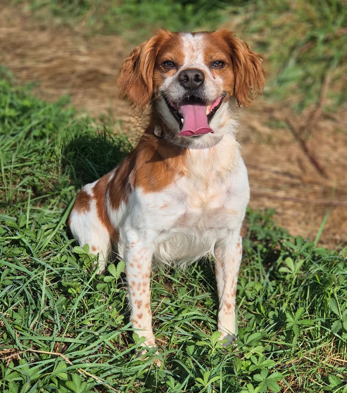 CHICCO, male 5yo Brittany Spaniel for adoption at SPA 65 Tarbes, Tarbes