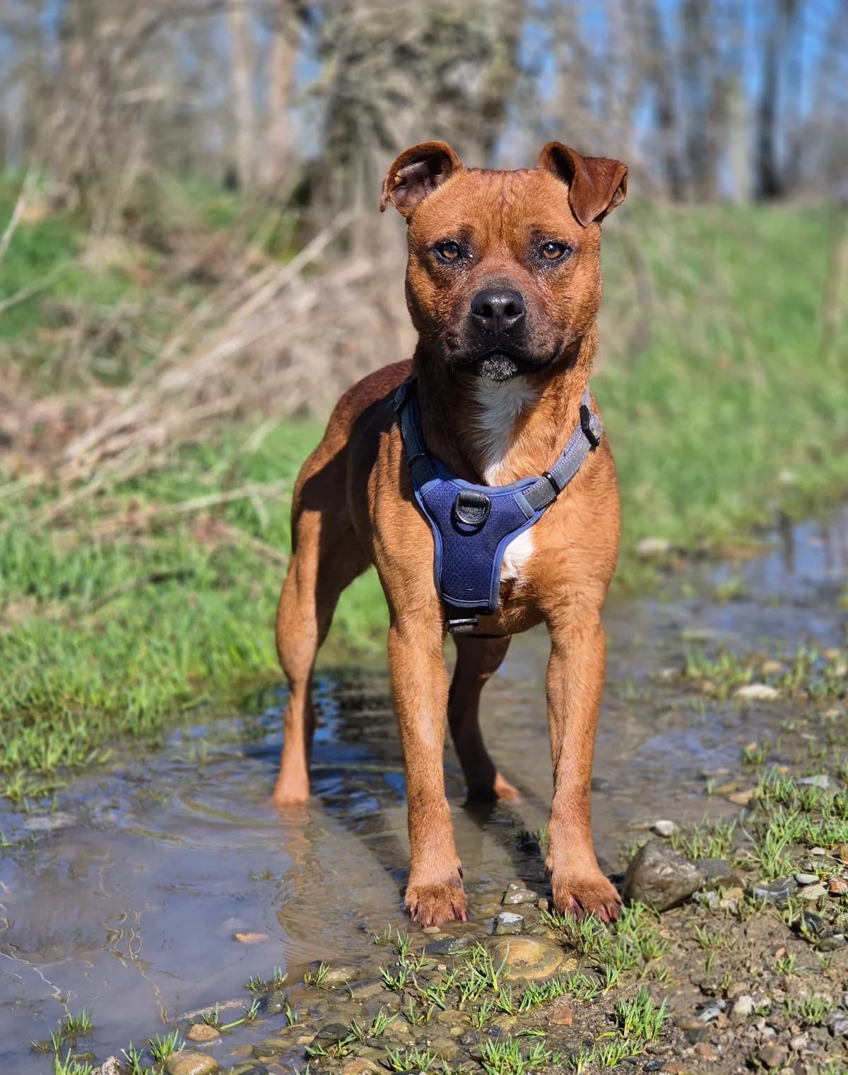 DIABOLO, male puppy Staffordshire Bull Terrier for adoption at SPA 65 Tarbes, Tarbes