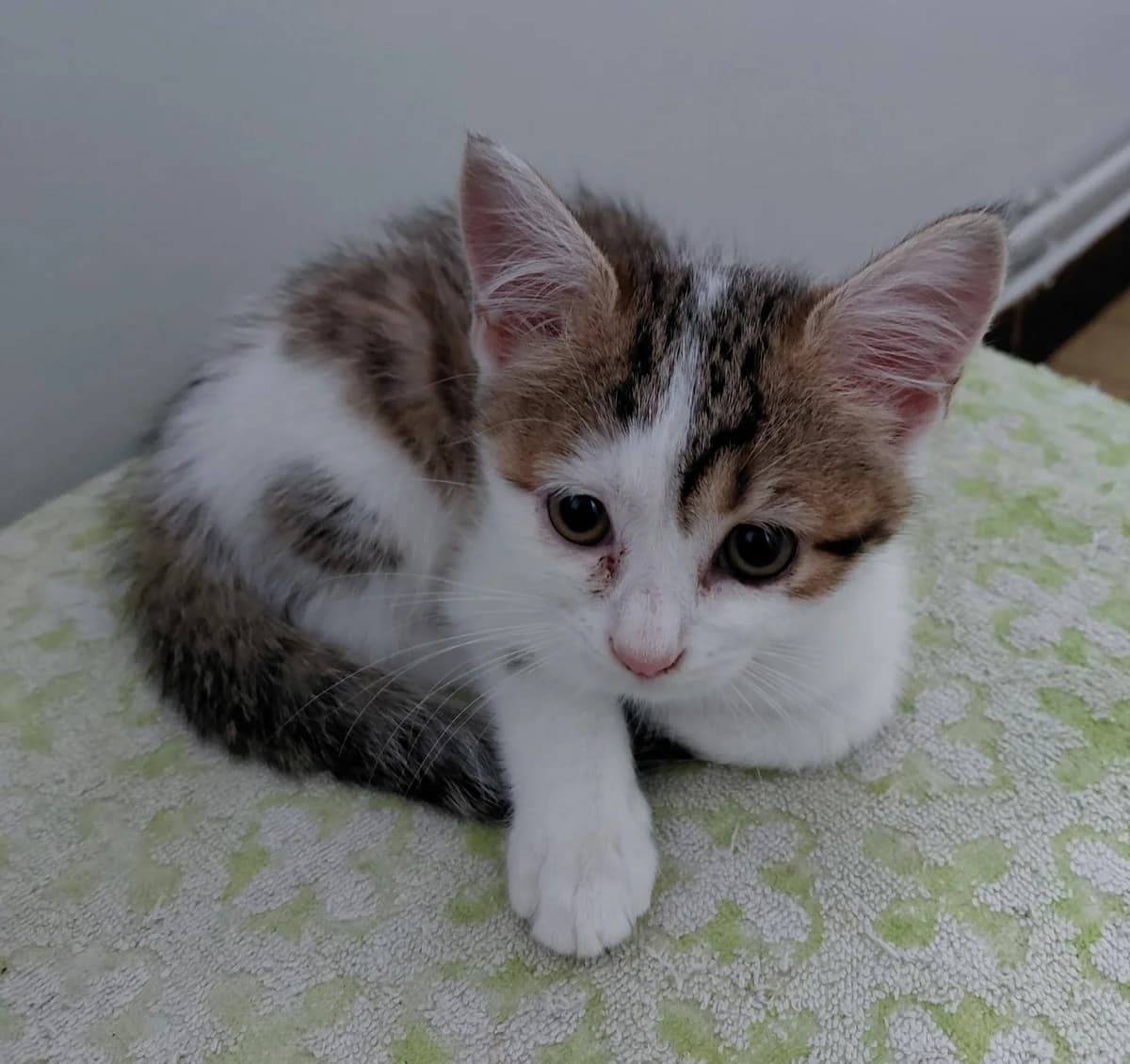 ESTRELIA, female puppy Mixed Breed for adoption at SPA 65 Tarbes, Tarbes