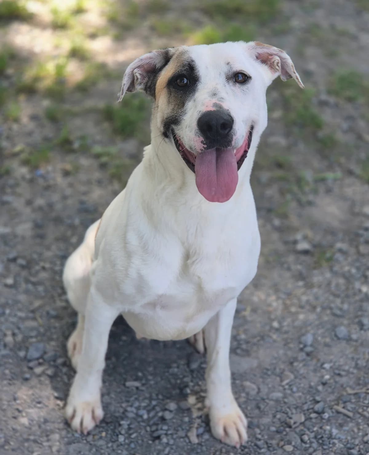 FLY, male young mixed breed for adoption at SPA 65 Tarbes, Tarbes