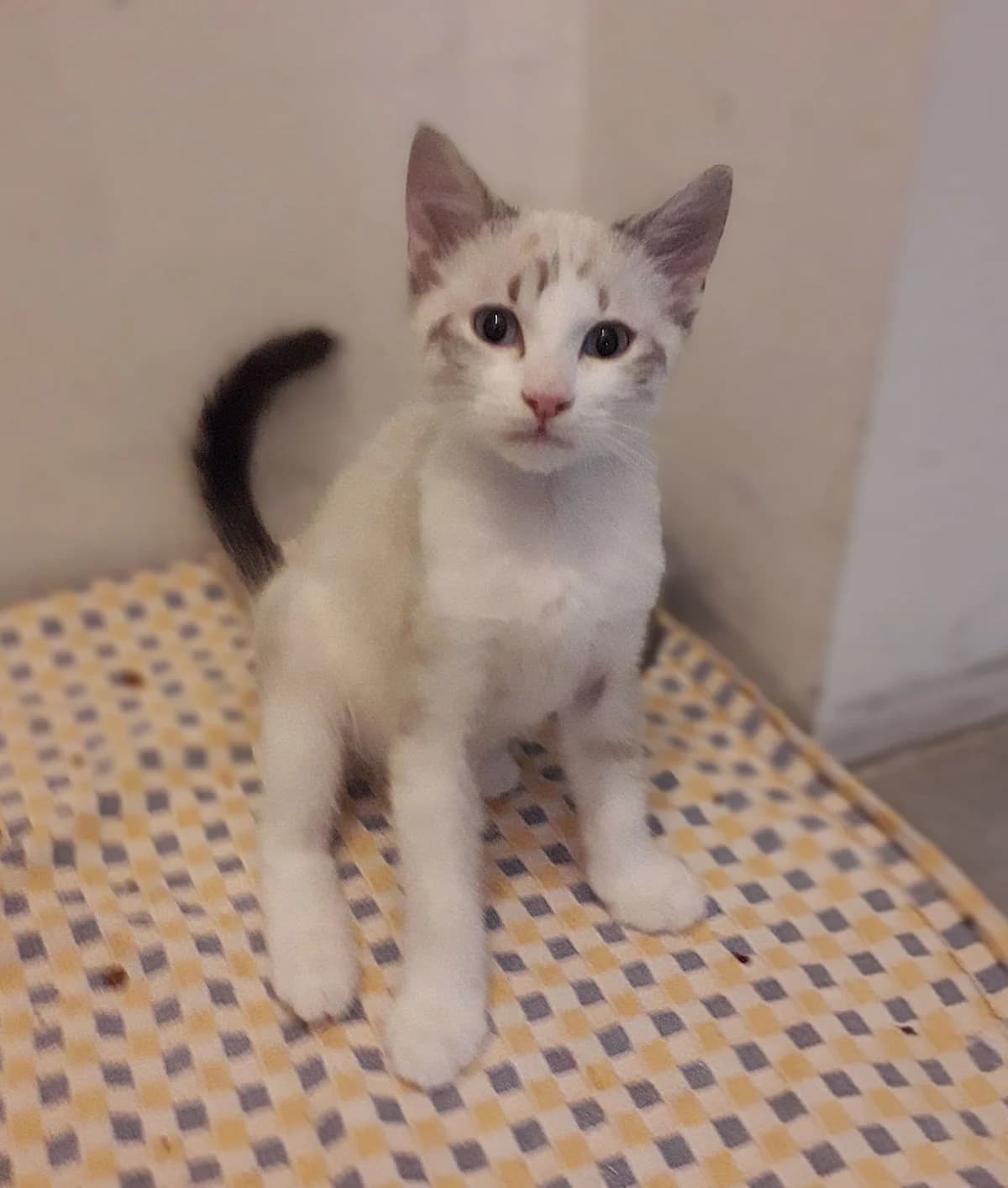 HARRIS, male puppy Mixed Breed for adoption at SPA 65 Tarbes, Tarbes