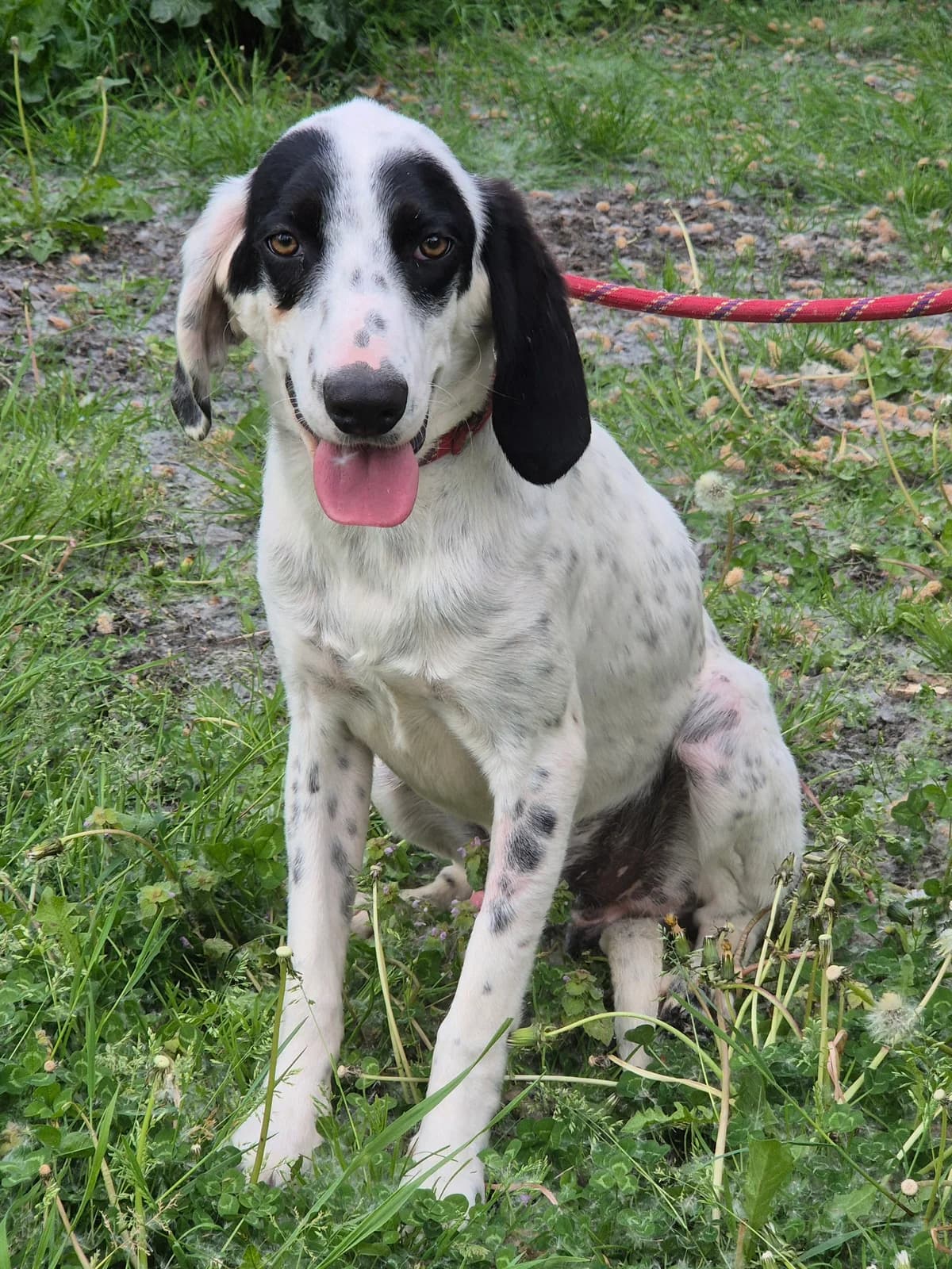 HODIN, male 3yo mixed breed for adoption at SPA 65 Tarbes, Tarbes