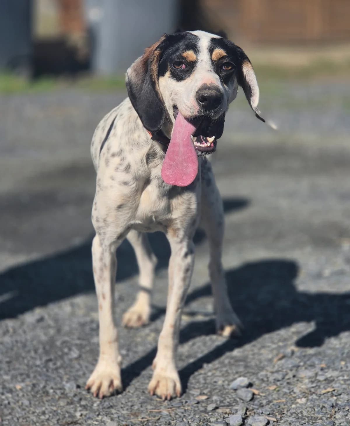 HOLLY, female 3yo mixed breed for adoption at SPA 65 Tarbes, Tarbes