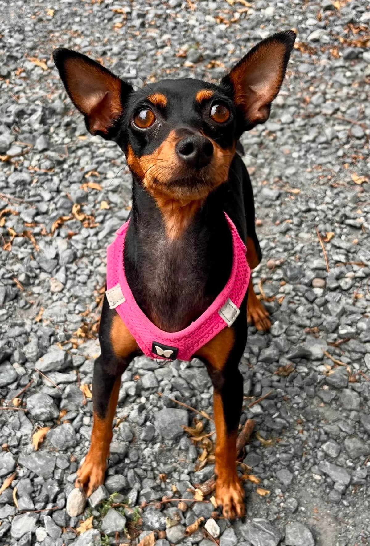 KIRA, female 4yo mixed breed for adoption at SPA 65 Tarbes, Tarbes