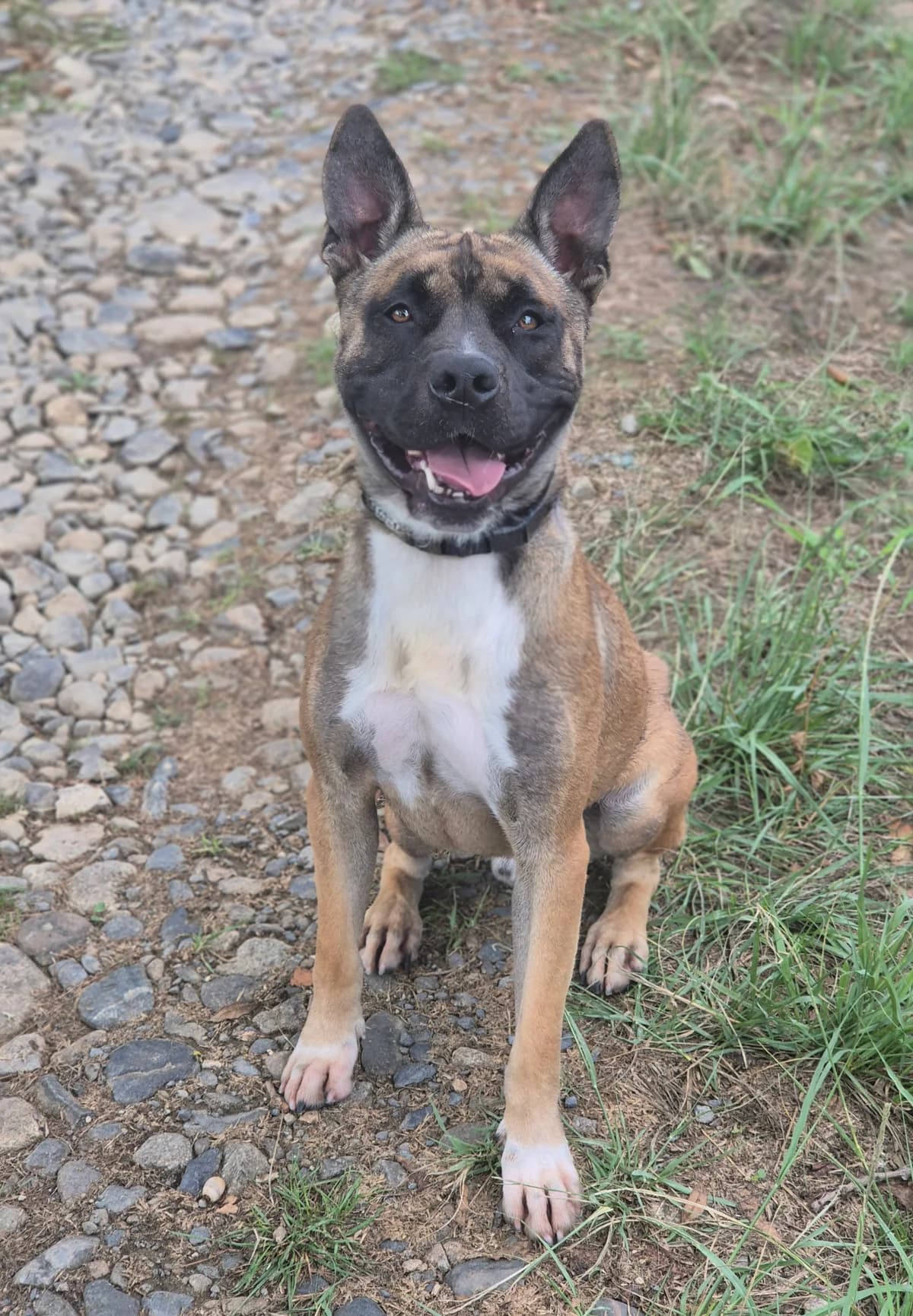 KROKMOU, male puppy mixed breed for adoption at SPA 65 Tarbes, Tarbes