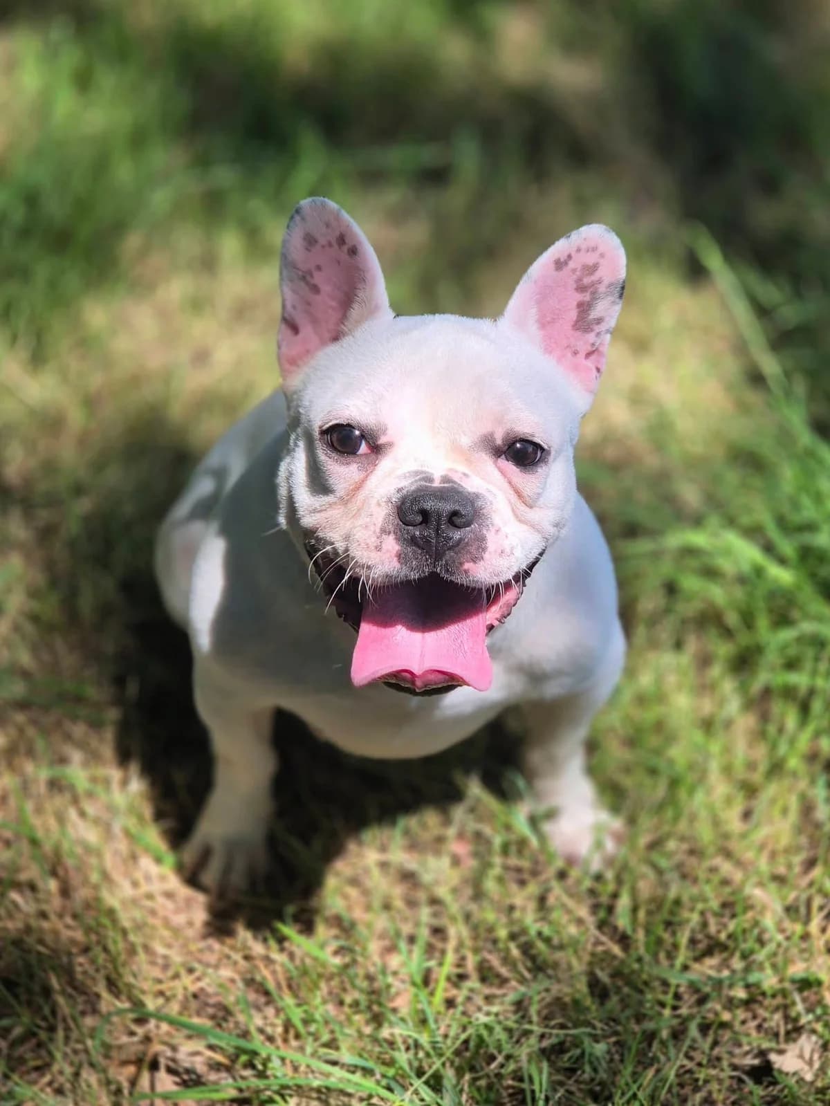 LANNA, female young French Bulldog for adoption at SPA 65 Tarbes, Tarbes