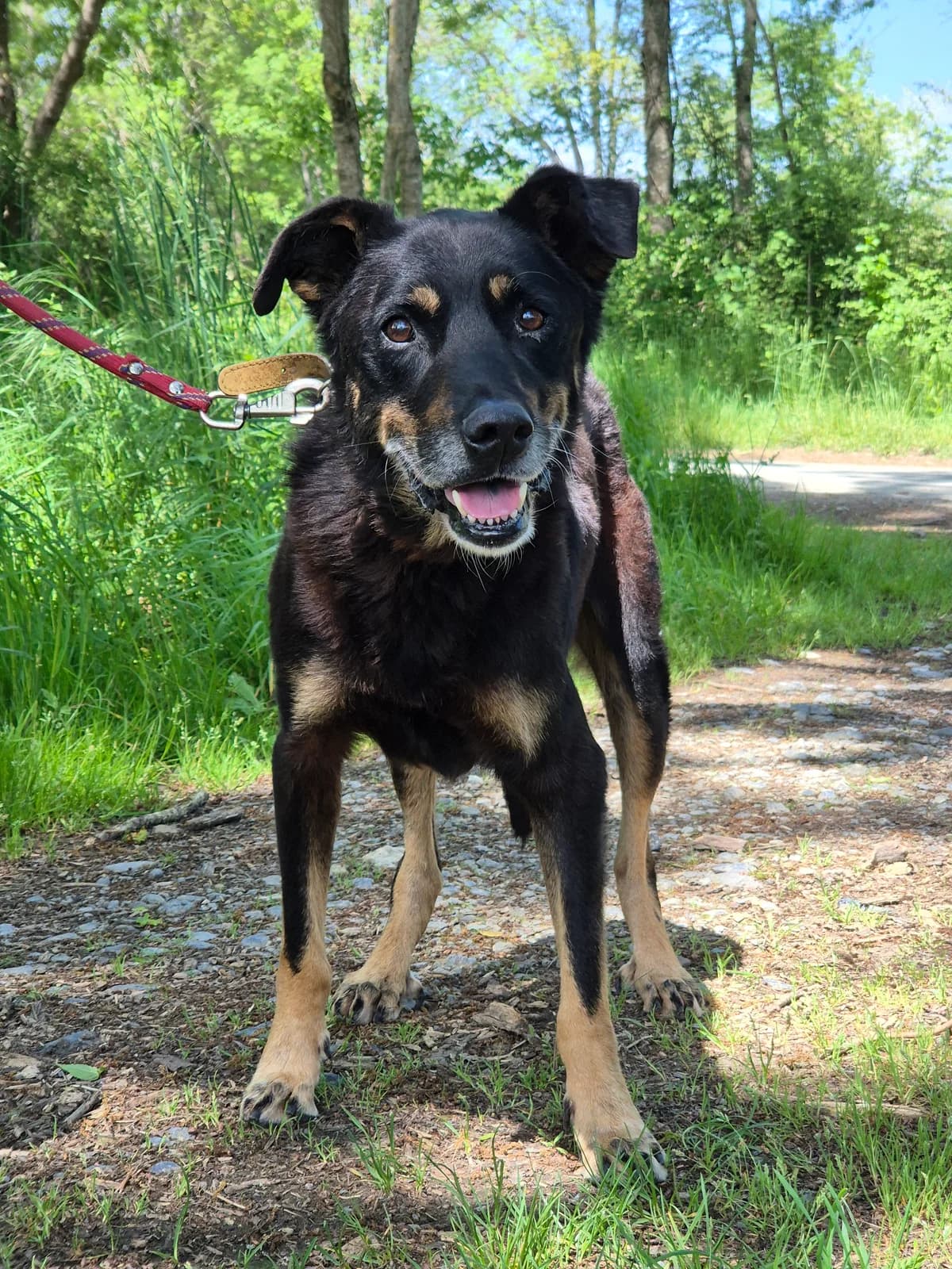 🆘LOULOU – OPERATION DOYEN🆘, male senior mixed breed for adoption at SPA 65 Tarbes, Tarbes
