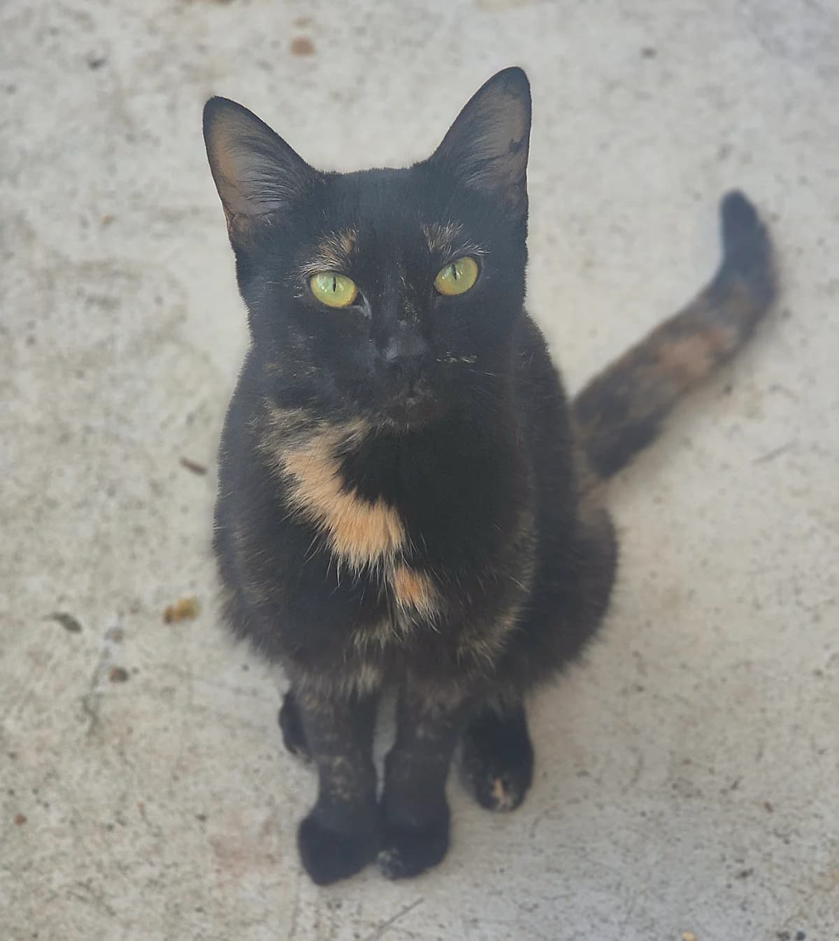 MIEL, female young Mixed Breed for adoption at SPA 65 Tarbes, Tarbes