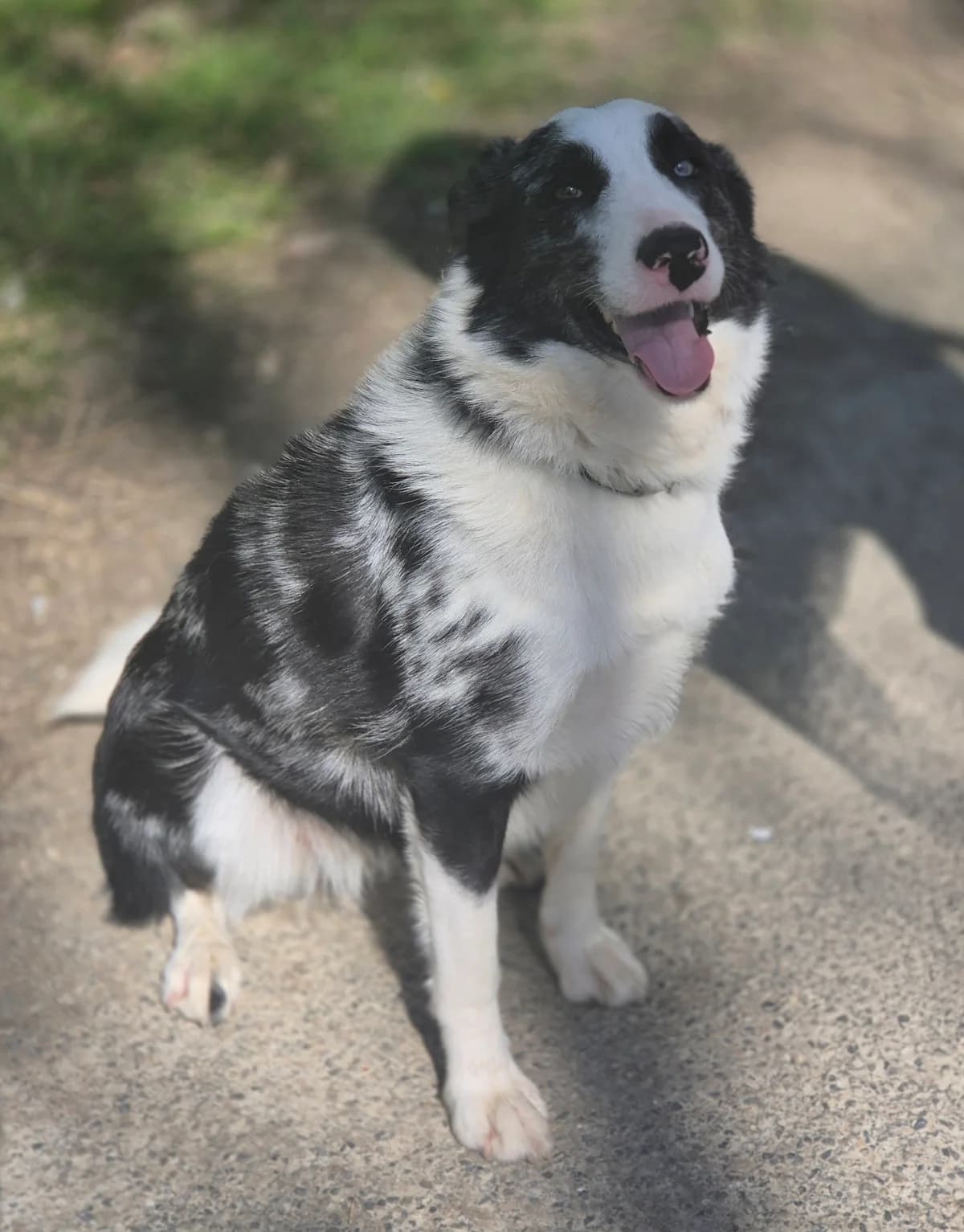 MOON, female 3yo Border Collie for adoption at SPA 65 Tarbes, Tarbes