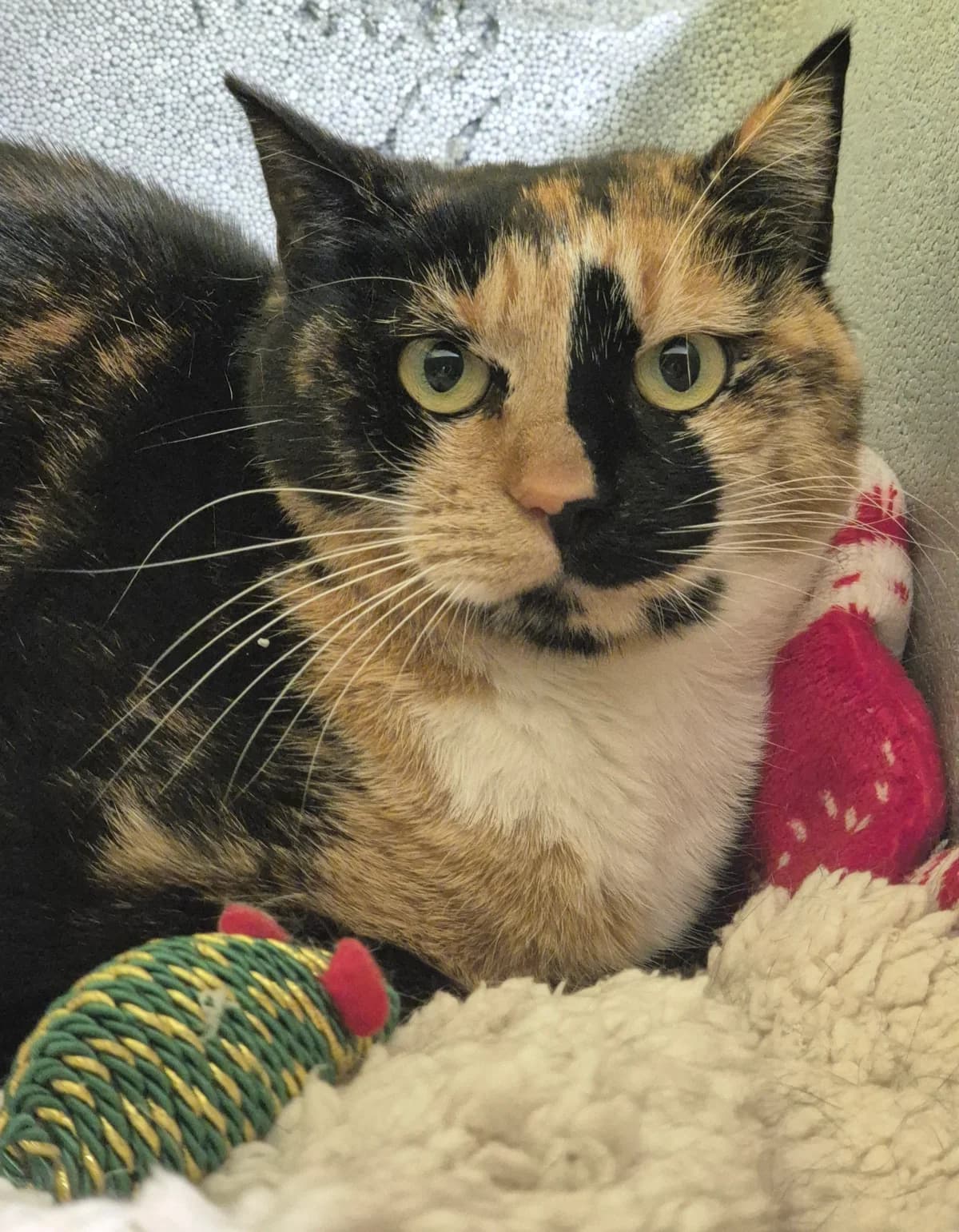 NOISETTE, female 6yo Mixed Breed for adoption at SPA 65 Tarbes, Tarbes