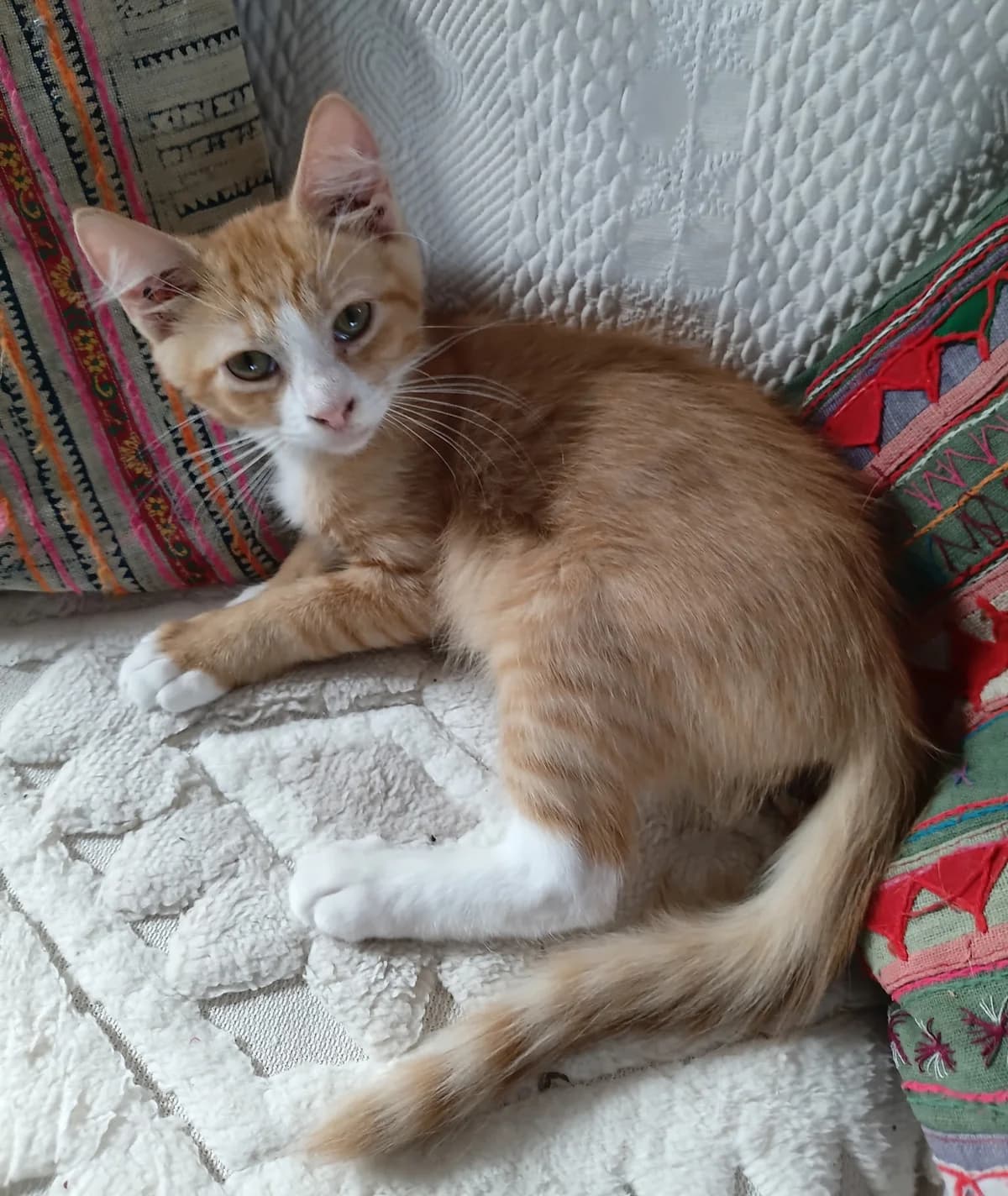 ODIN, male puppy Mixed Breed for adoption at SPA 65 Tarbes, Tarbes