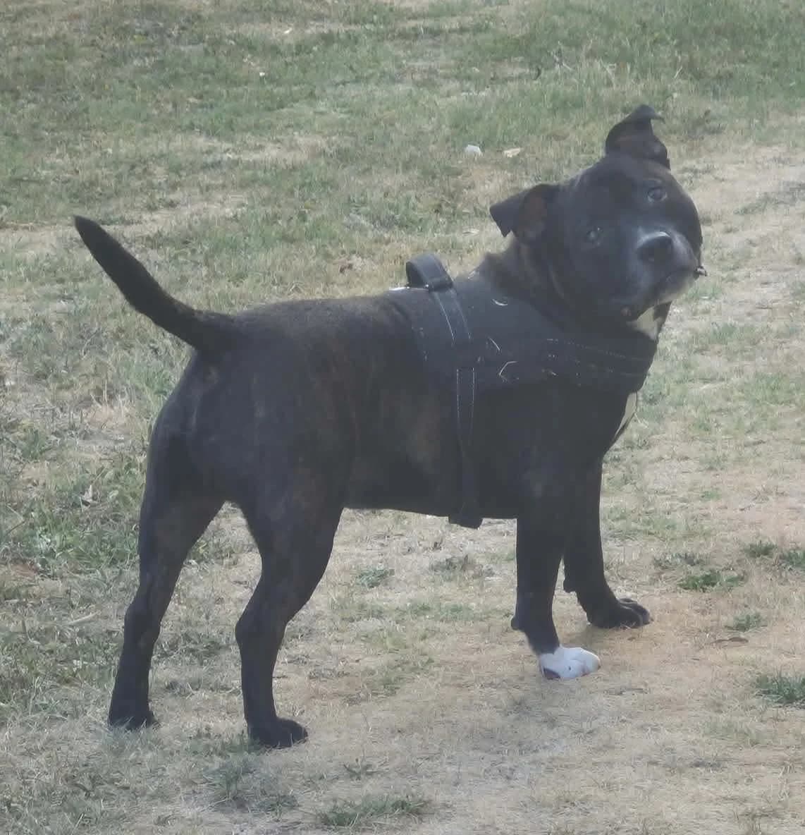 PABLO, male 6yo Staffordshire Bull Terrier for adoption at SPA 65 Tarbes, Tarbes