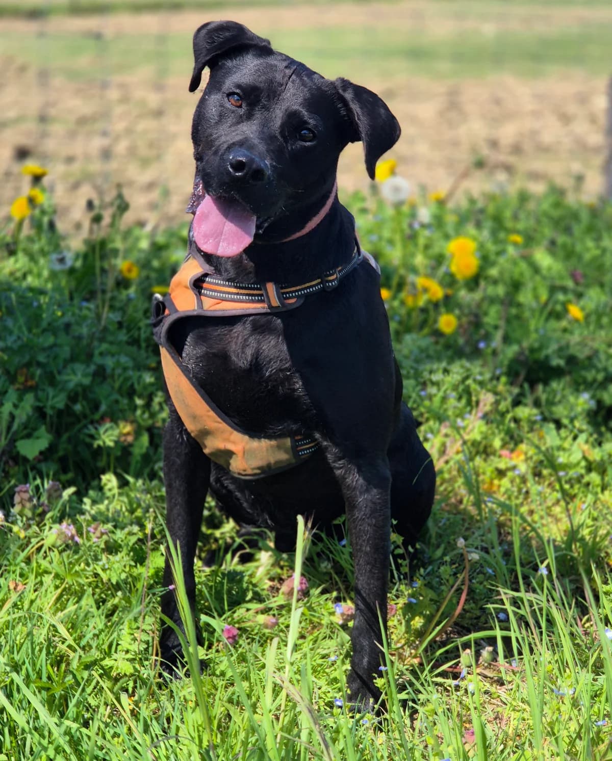 PILOU, male 4yo Labrador Retriever for adoption at SPA 65 Tarbes, Tarbes