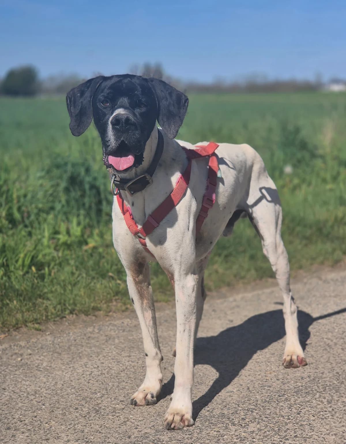 POLO, male 7yo Pointer for adoption at SPA 65 Tarbes, Tarbes