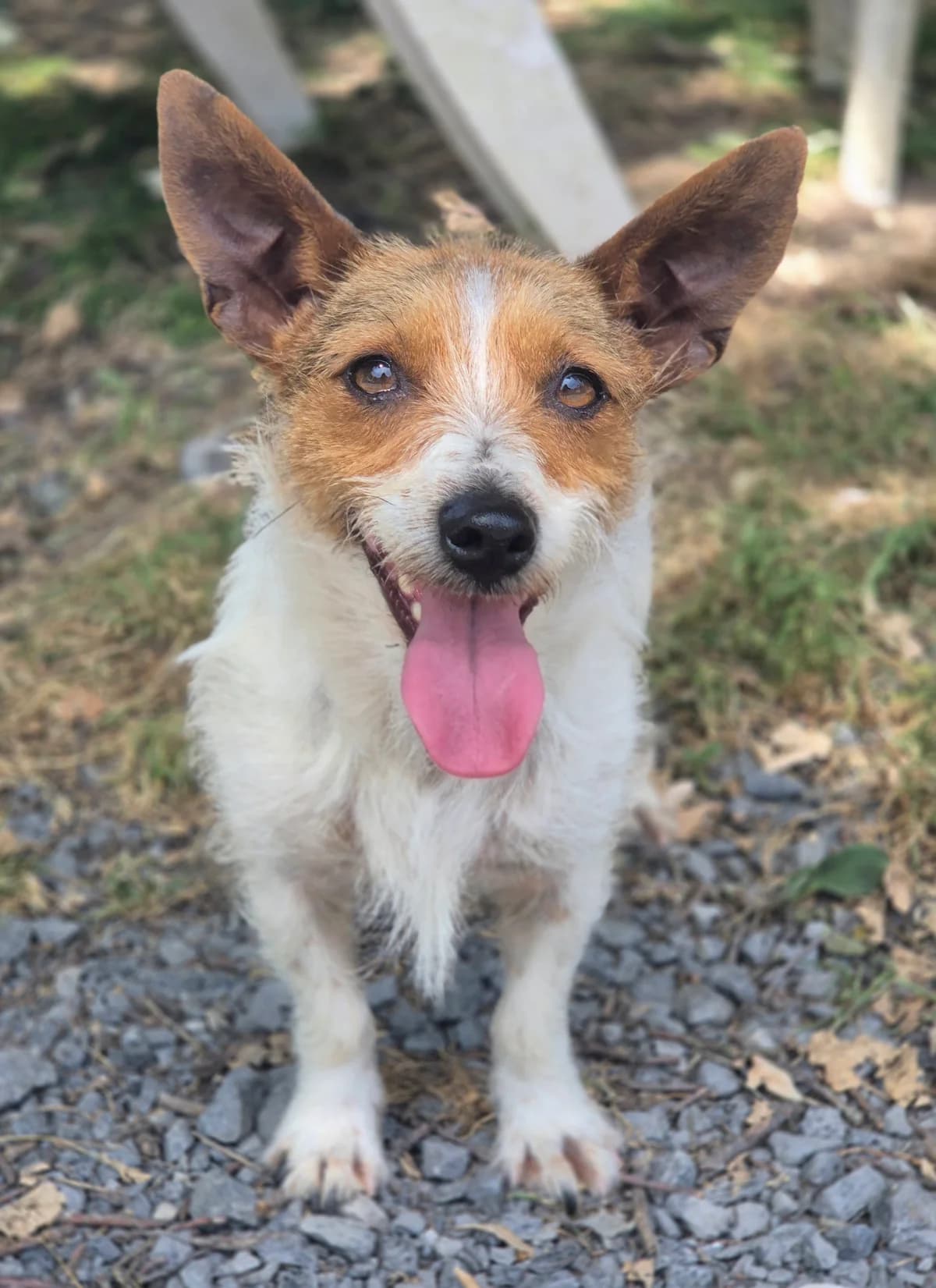 PRINCESSE, female young Jack Russell Terrier for adoption at SPA 65 Tarbes, Tarbes