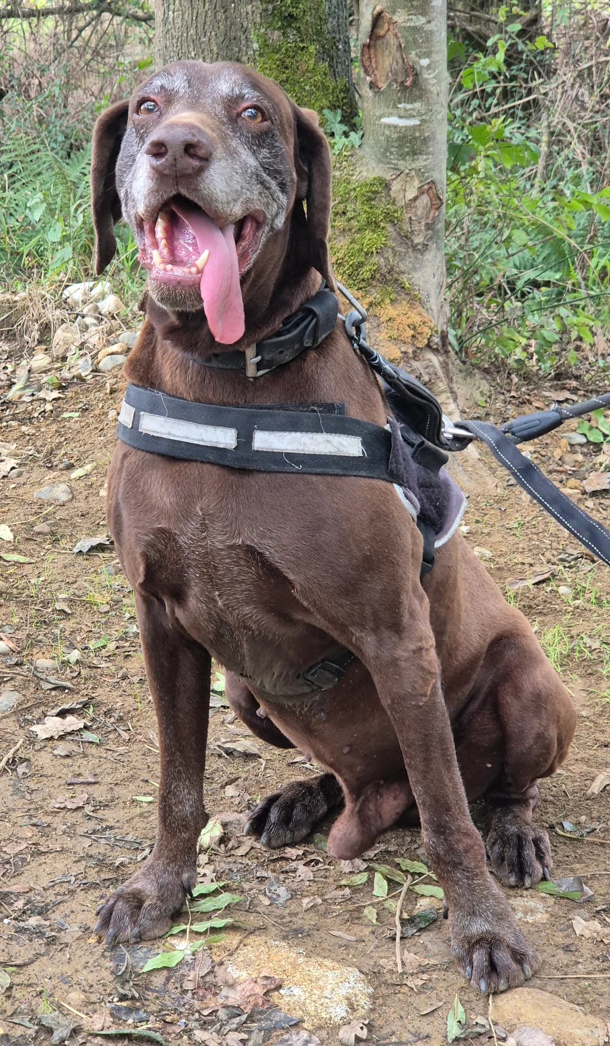 🆘SCOOBIDOO – OPERATION DOYEN🆘, male senior German Shorthaired Pointer for adoption at SPA 65 Tarbes, Tarbes