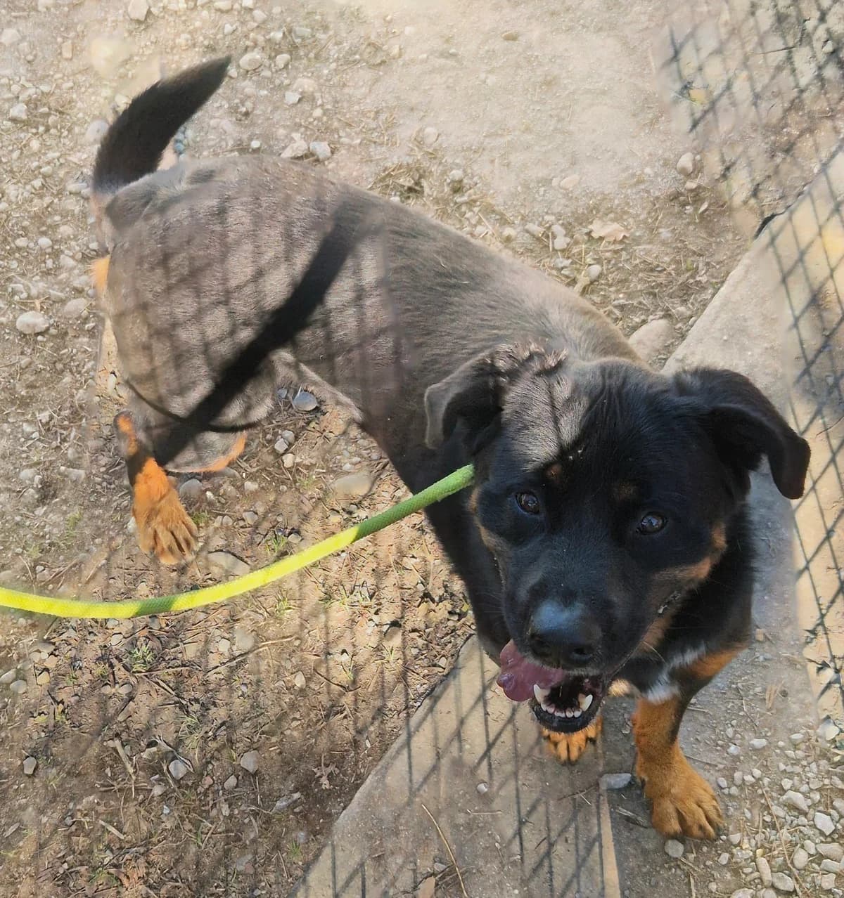 SCORPIO, male 5yo mixed breed for adoption at SPA 65 Tarbes, Tarbes
