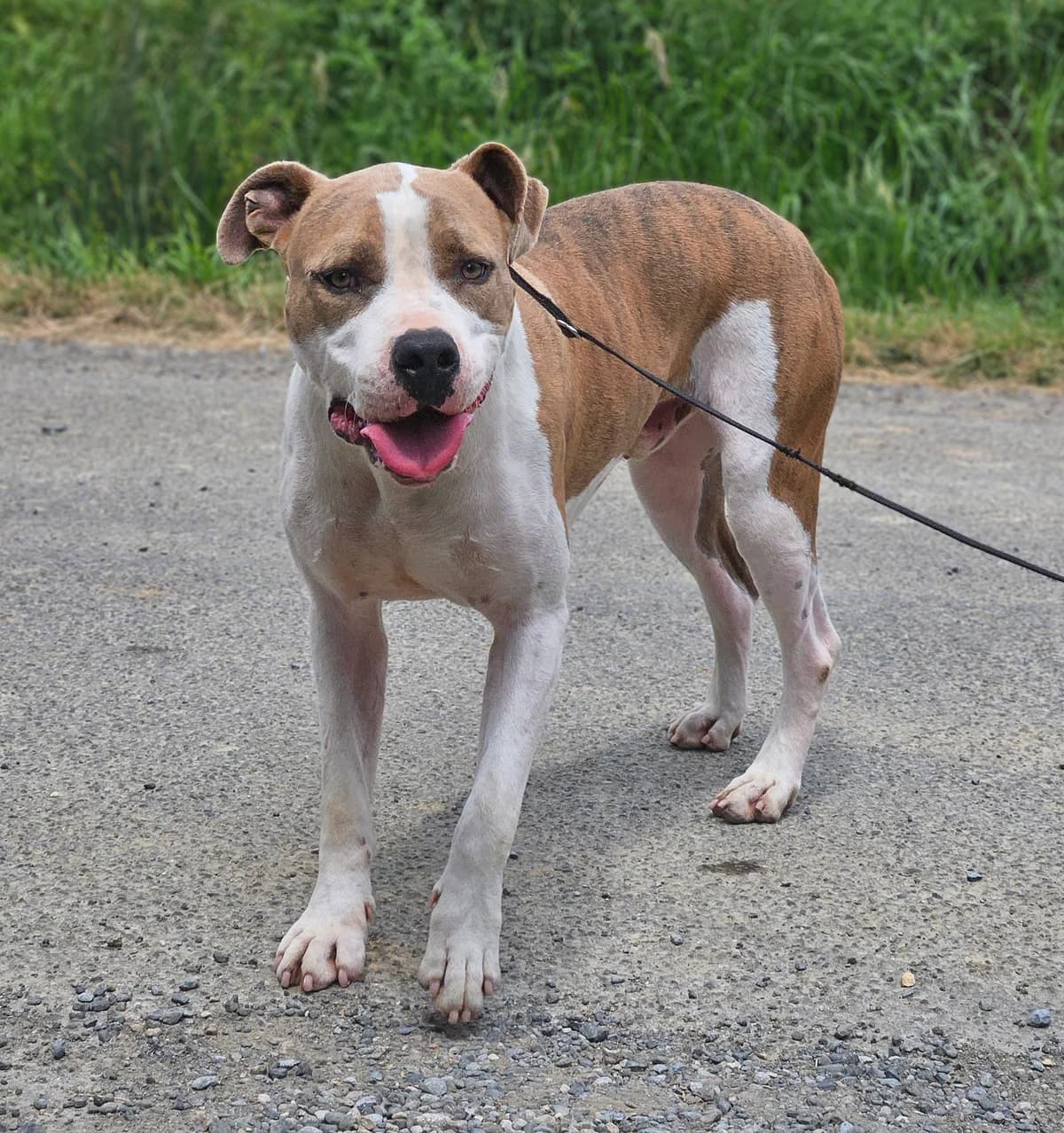 SKY, male 5yo mixed breed for adoption at SPA 65 Tarbes, Tarbes