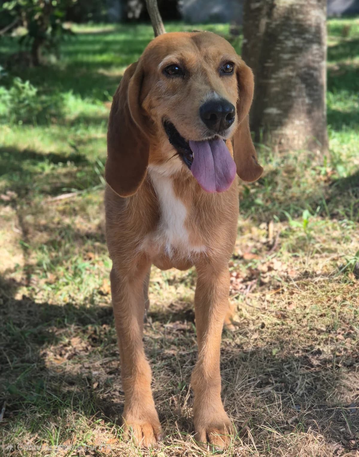 SPIRIT, male puppy mixed breed for adoption at SPA 65 Tarbes, Tarbes